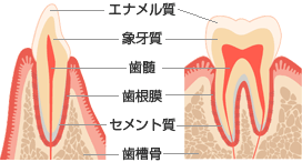 断面図